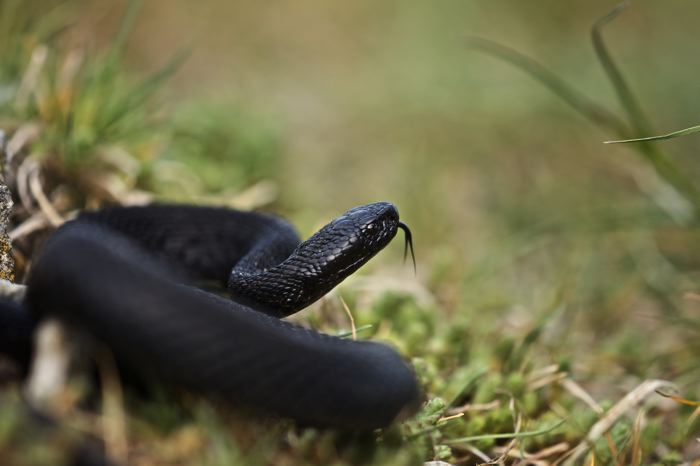 Vipera berus